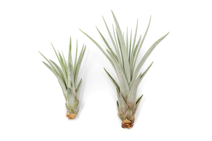 Tillandsia Fasciculata Tricolor Golden Torch Air Plants