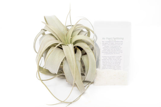 Large Tillandsia  Xerographica + 1 Year Air Plant Fertilizer Pack