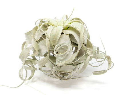 Special Curly Tillandsia Xerographica - Limited Quantities / 7-8 Inches Wide