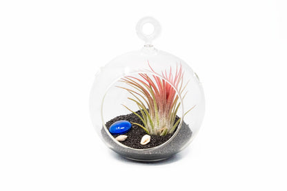 Beach Terrarium in Flat Bottom Globe with Black Sand and Tillandsia Ionantha