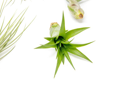 SALE - The Elegant Collection of Tillandsia Air Plants - Set of 10, 20, or 30 - 60% Off