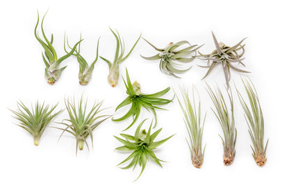 SALE - The Elegant Collection of Tillandsia Air Plants - Set of 10, 20, or 30 - 60% Off