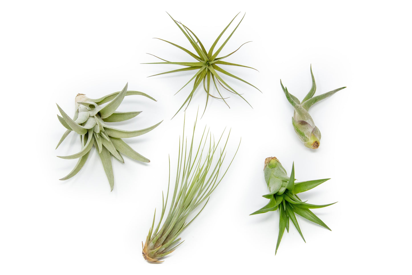 SALE - The Elegant Collection of Tillandsia Air Plants - Set of 10, 20, or 30 - 60% Off