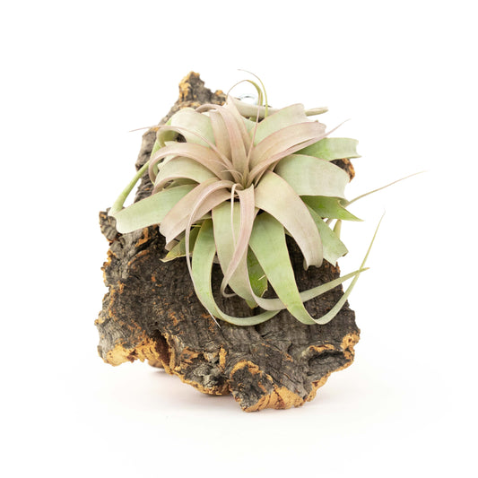 Medium Cork Bark Display with Mini Tillandsia Xerographica -  Approximately 7 X 9 Inches