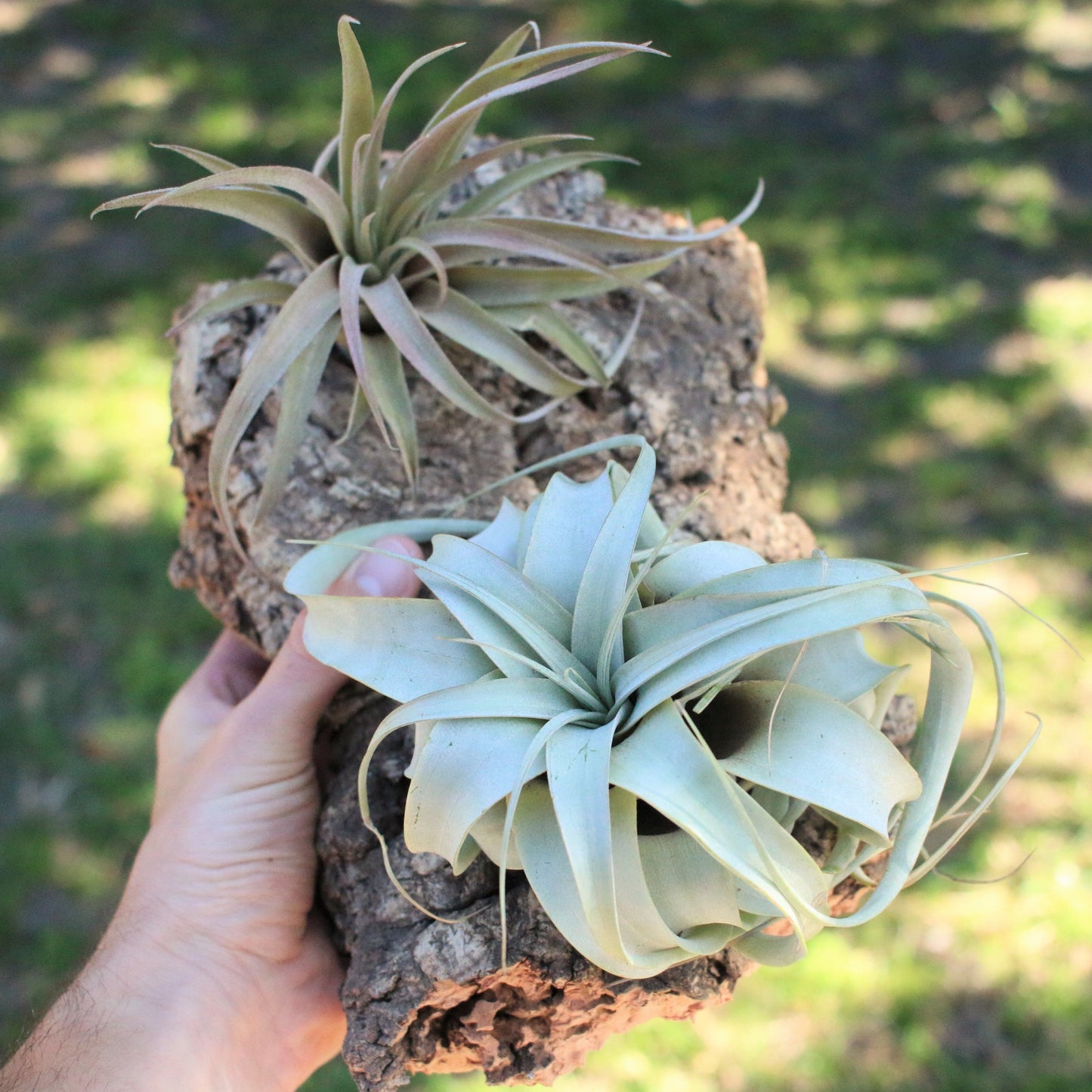 Natural Cork Bark Displays & Waterproof Glue - Create a Unique Vertical Garden Display!