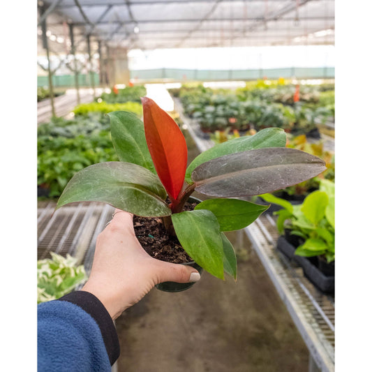 Philodendron 'Sun Red'