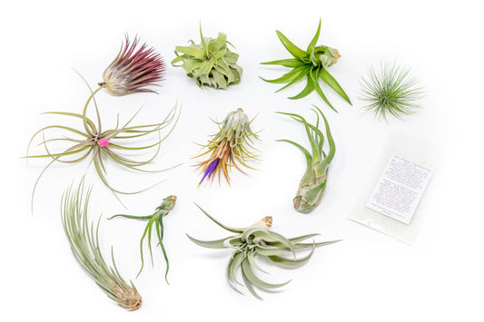 Tillandsia Air Plant Grab Bag of 10 Plants + 1 Year Air Plant Fertilizer Pack