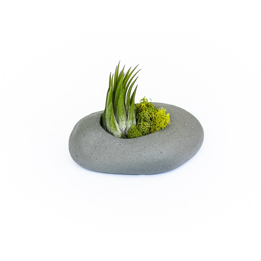 Sets of 3, 6 or 9 Gray Ceramic Stone Tillandsia Air Plant Holder