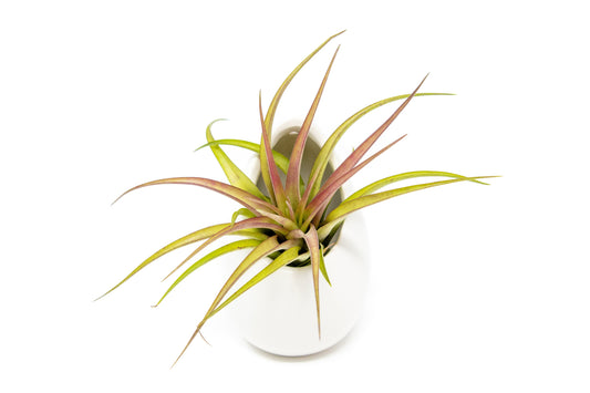 Large Ivory Ceramic Vase with Tillandsia Sparkler Air Plant