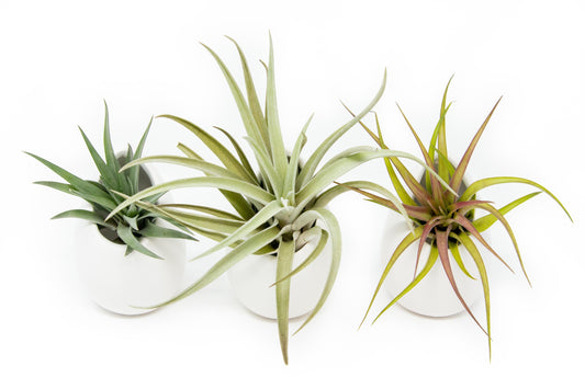 Sets of 3 or 6 Small Ivory Ceramic Vases with Tillandsia Velutina, Harrisii & Abdita Air Plants