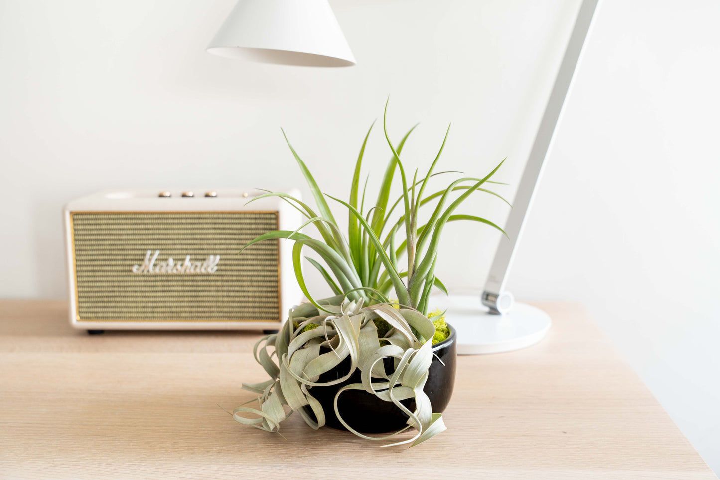 Large Fully Assembled Air Plant Bowl Garden