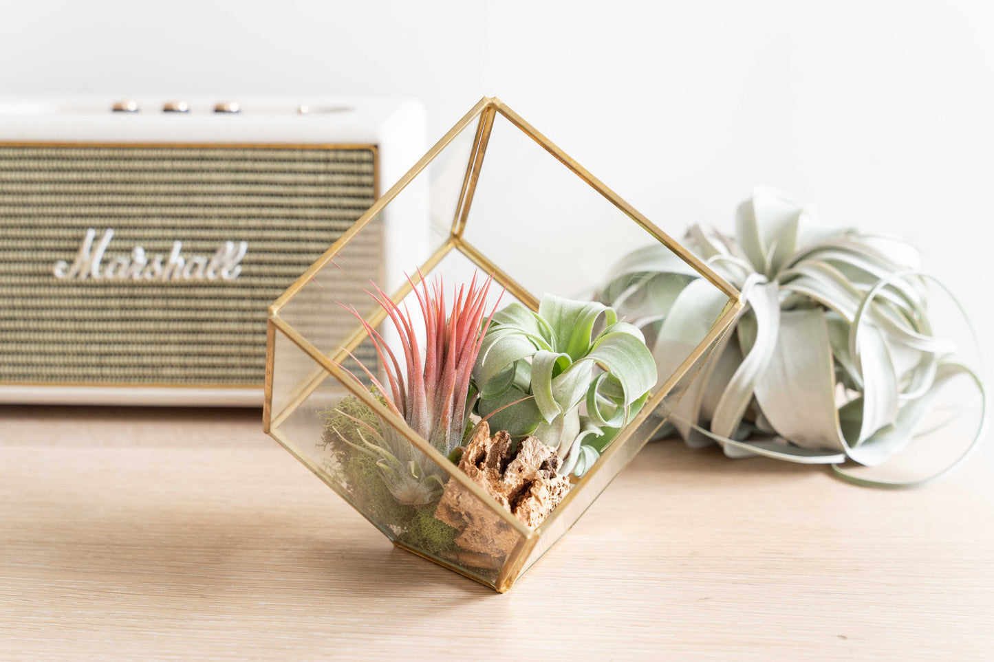 Heptahedron Geometric Glass Terrariums - Set of 2 - with Tillandsia Red Abdita, Ionantha and Small Xerographica