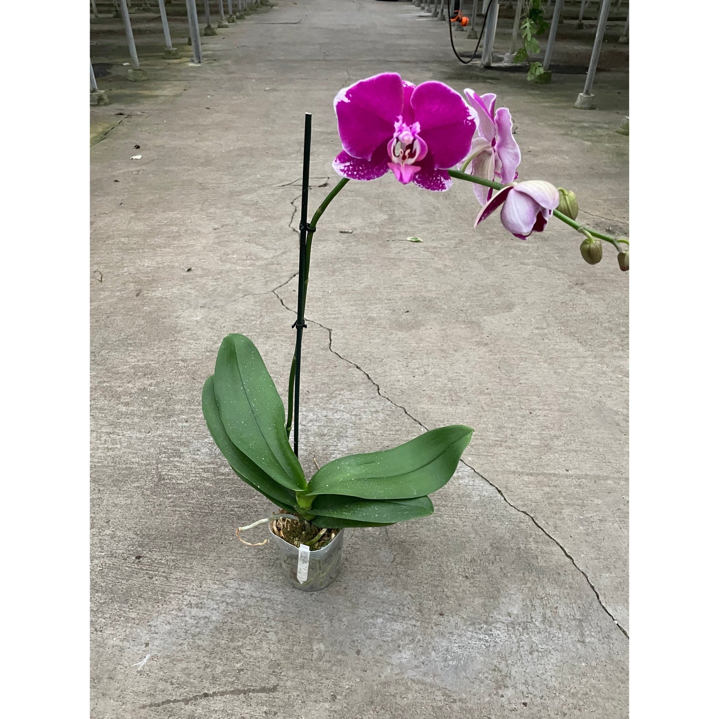 Orchid 'Purple Spotted Phalaenopsis'