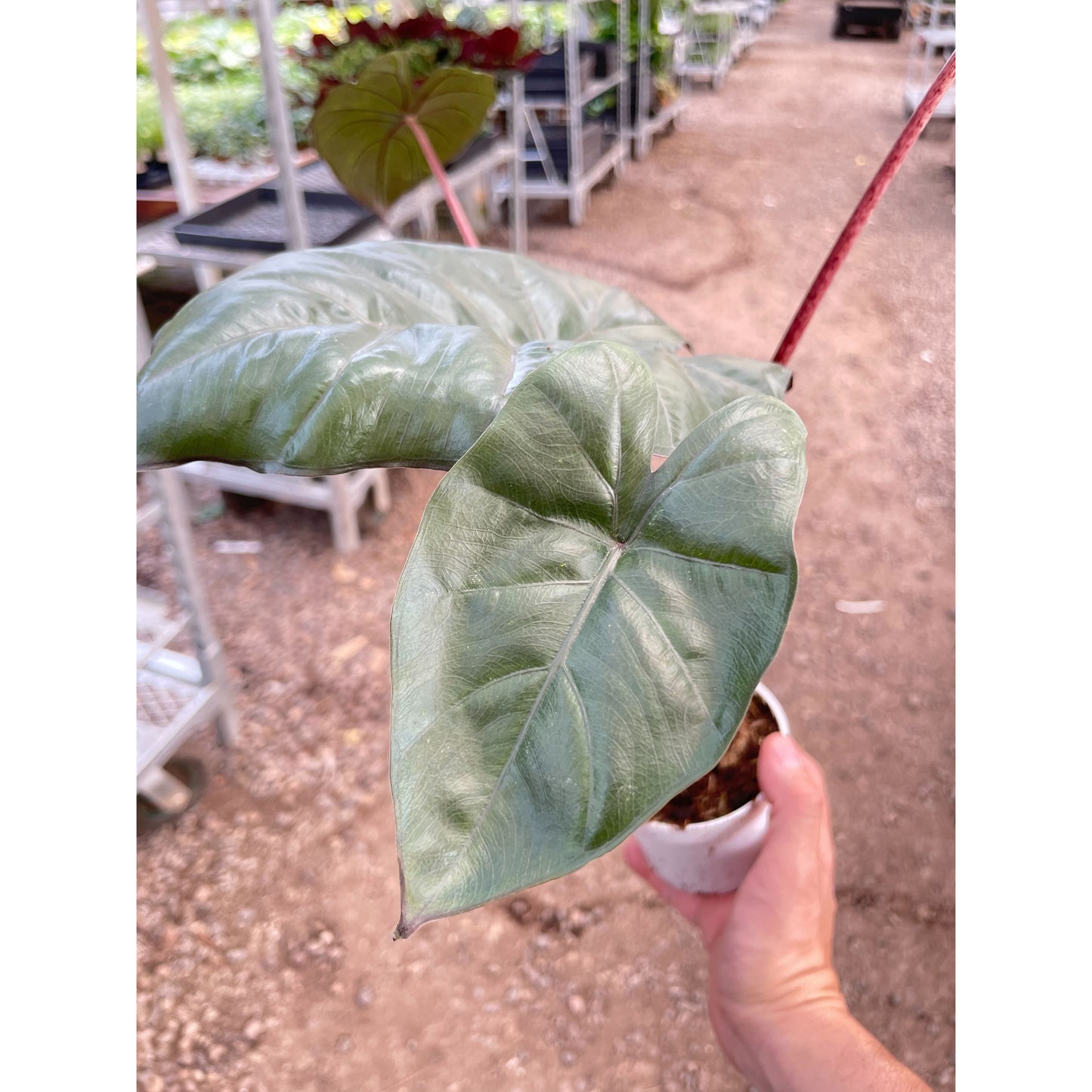 Alocasia Yucatan Princess - 4" Pot