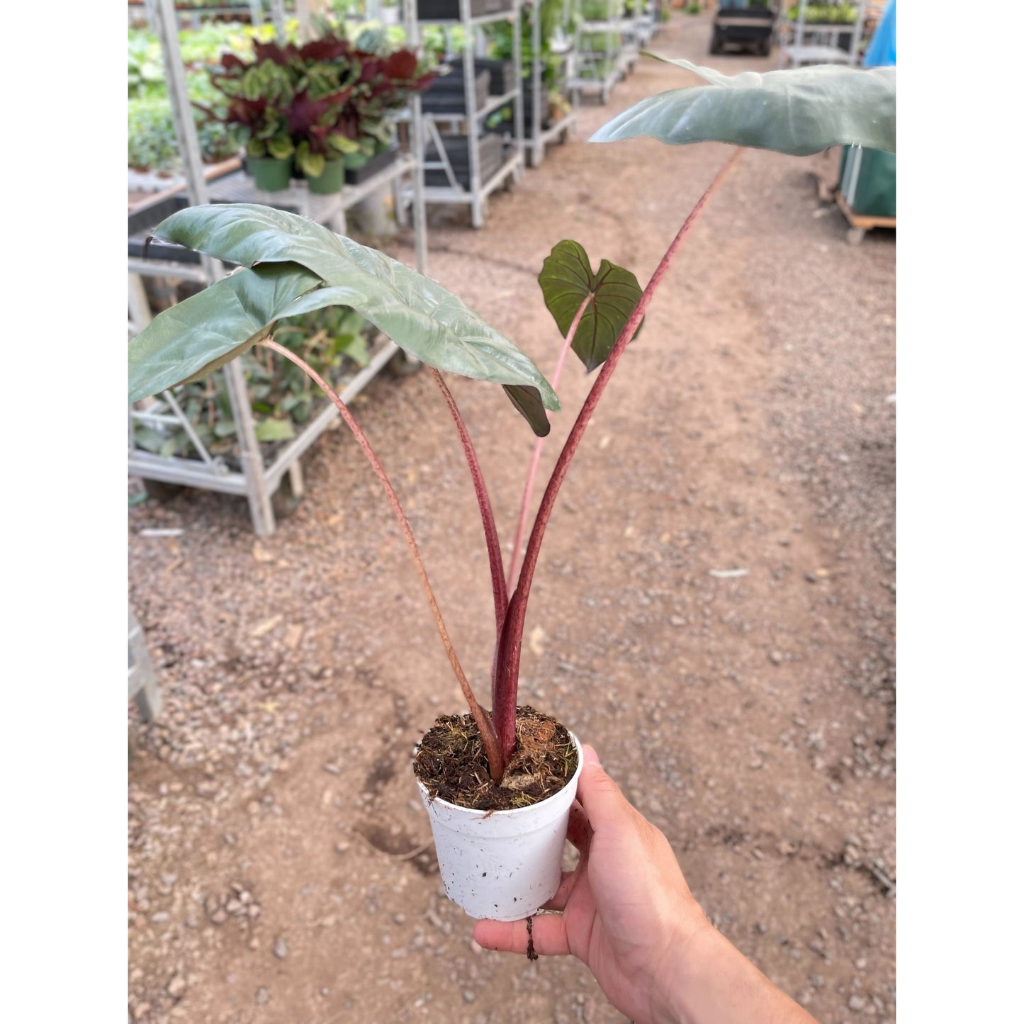 Alocasia Yucatan Princess - 4" Pot