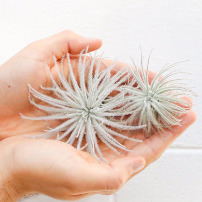 SALE - Tillandsia Tectorum Ecuador Air Plants - Set of 3, 6 or 9 - 25% Off