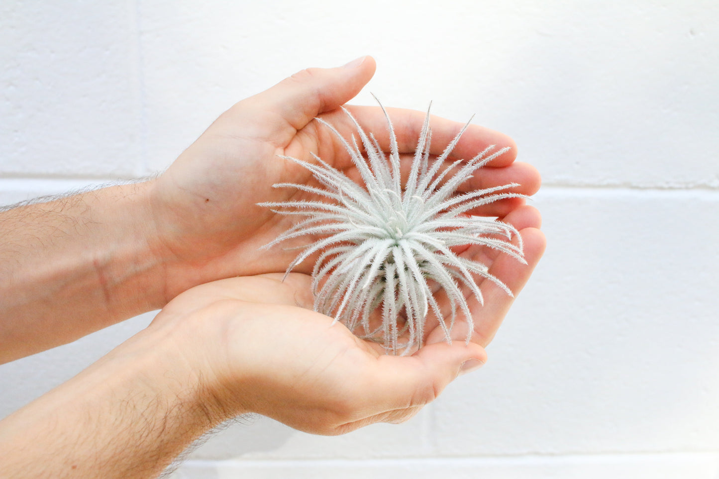 Tillandsia Tectorum Ecuador Air Plants