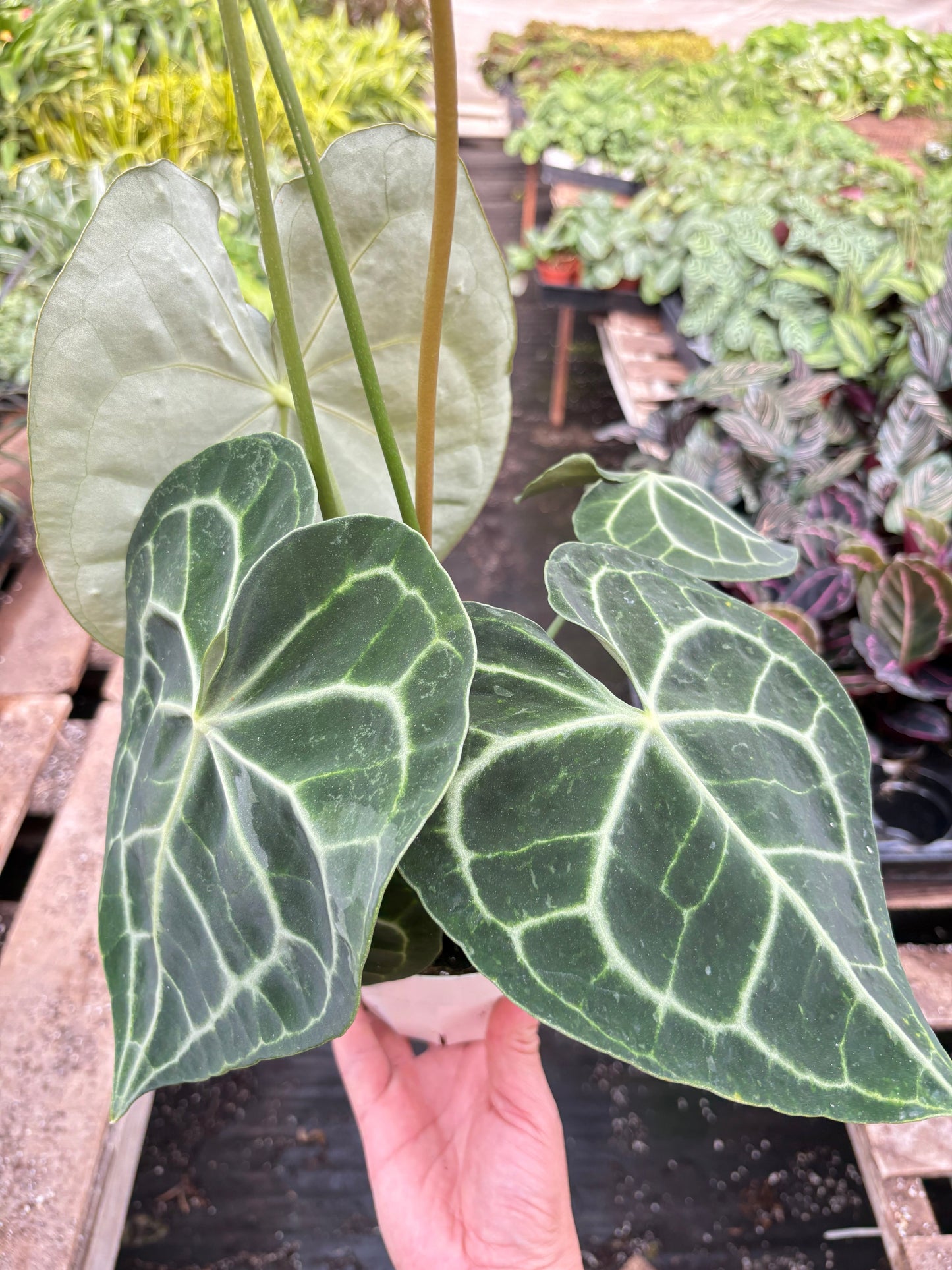 Anthurium 'Clarinervium'