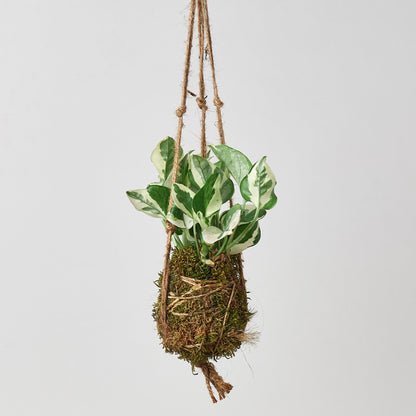 Kokedama Moss Ball Hanging Plant