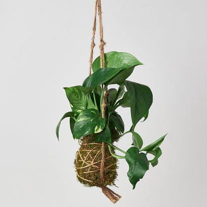 Kokedama Moss Ball Hanging Plant