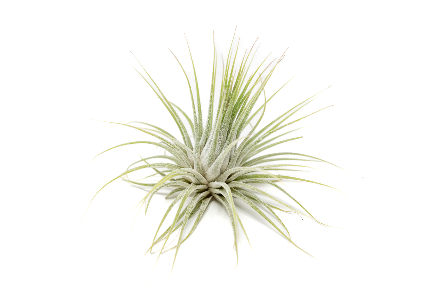 SALE - XL Tillandsia Ionantha Guatemala Air Plants - Set of 10 or 20 - 40% Off