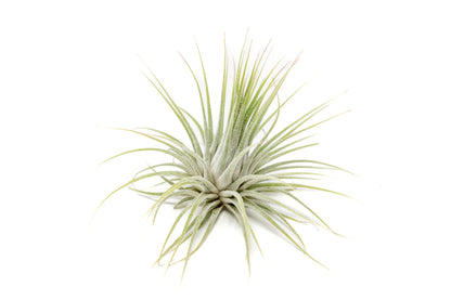 SALE - XL Tillandsia Ionantha Guatemala Air Plants - Set of 10 or 20 - 40% Off