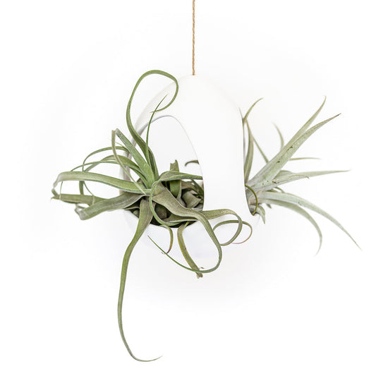 Large White Ceramic Hanging Pod with Two Assorted Tillandsia Plants