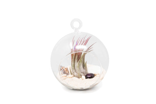 Beach Terrarium in Flat Bottom Globe with White Sand and Tillandsia Ionantha