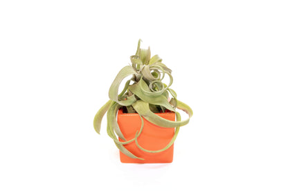 Naranja Orange Ceramic Cube Container with Custom Tillandsia Air Plant