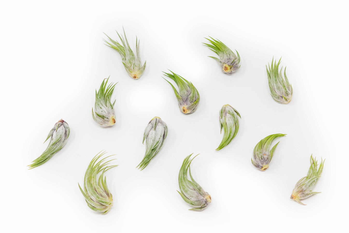 Tillandsia Ionantha Scaposa Air Plants