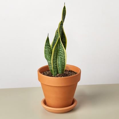 Snake Plant 'Laurentii'