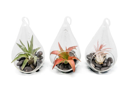 SALE - Set of 3 Red Hots Complete Teardrop Terrariums