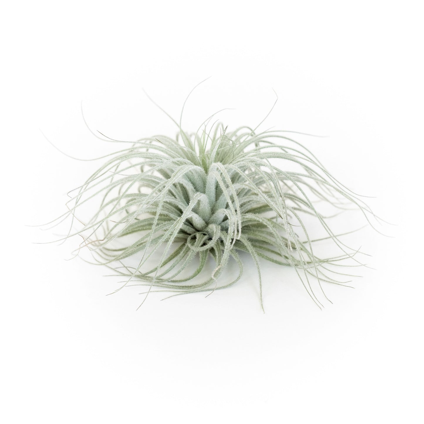 SALE - Tillandsia Tectorum Ecuador Air Plants - Set of 3, 6 or 9 - 25% Off