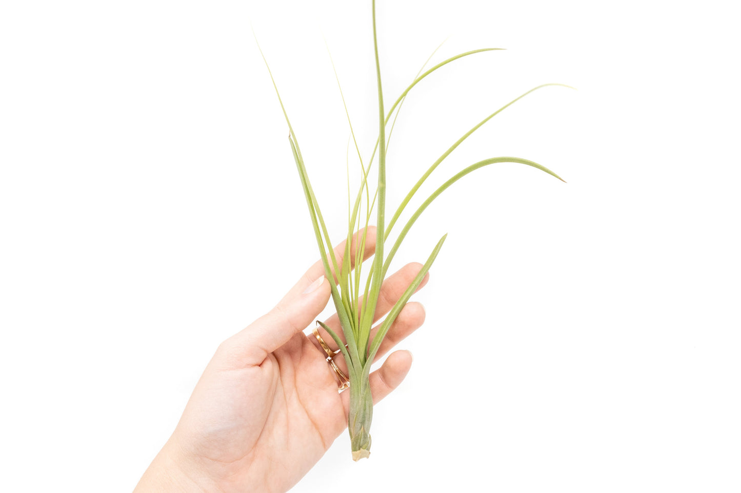 Tillandsia Balbisiana Air Plants