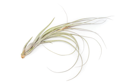 SALE - Large Tillandsia Balbisiana Air Plants - Set of 5 or 10 - 40% Off