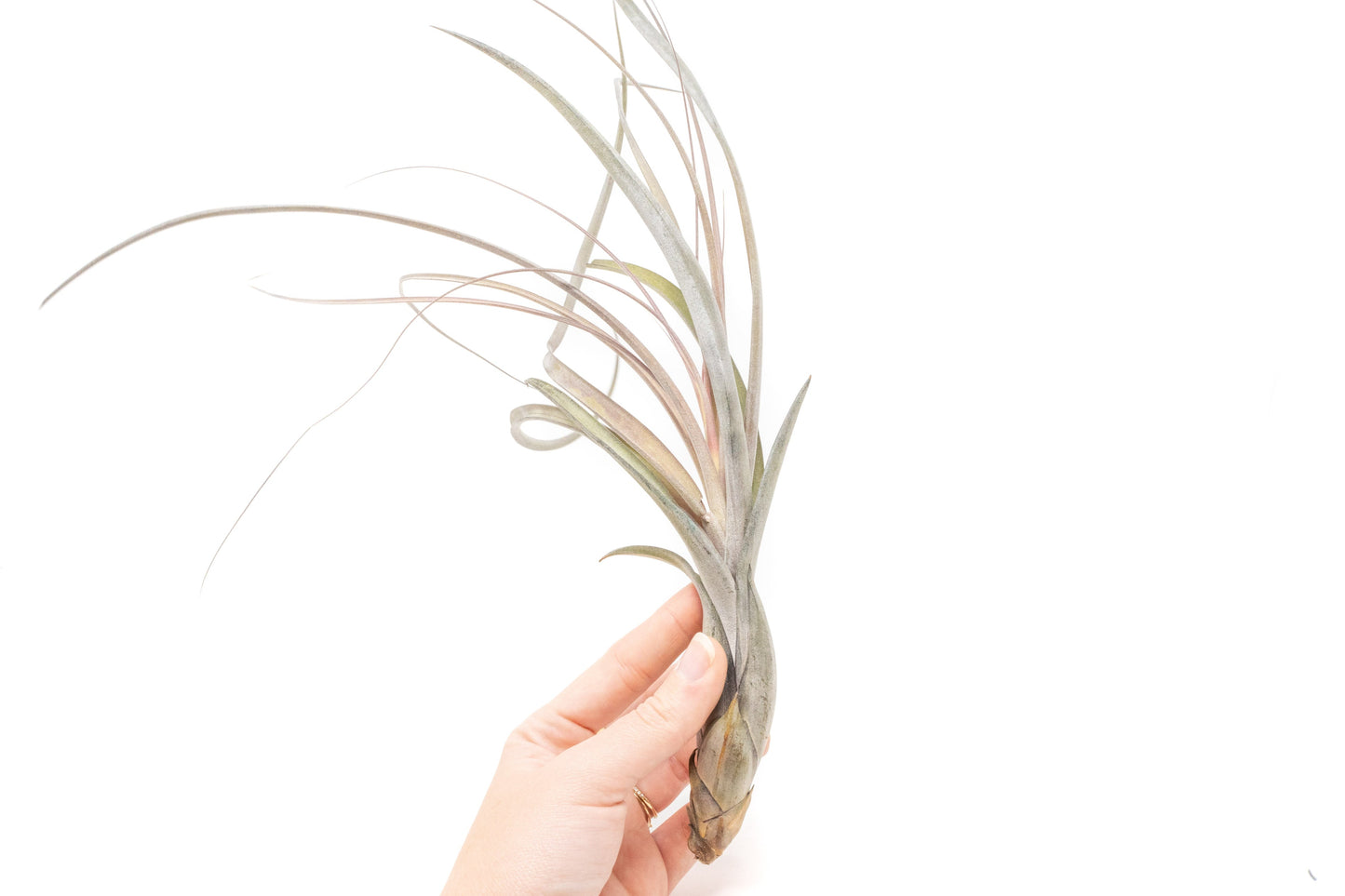 SALE - Large Tillandsia Balbisiana Air Plants - Set of 5 or 10 - 40% Off