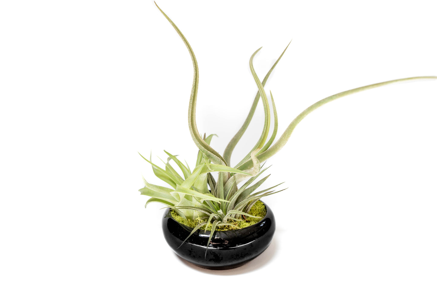 Fully Assembled Tillandsia Air Plant Dish Garden in Black Glazed Container