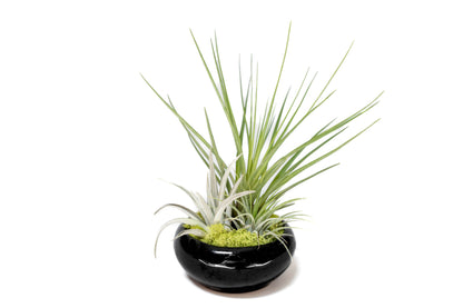 Fully Assembled Tillandsia Air Plant Dish Garden in Black Glazed Container