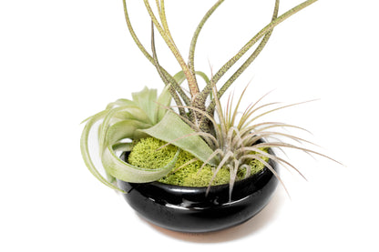 Fully Assembled Tillandsia Air Plant Dish Garden in Black Glazed Container