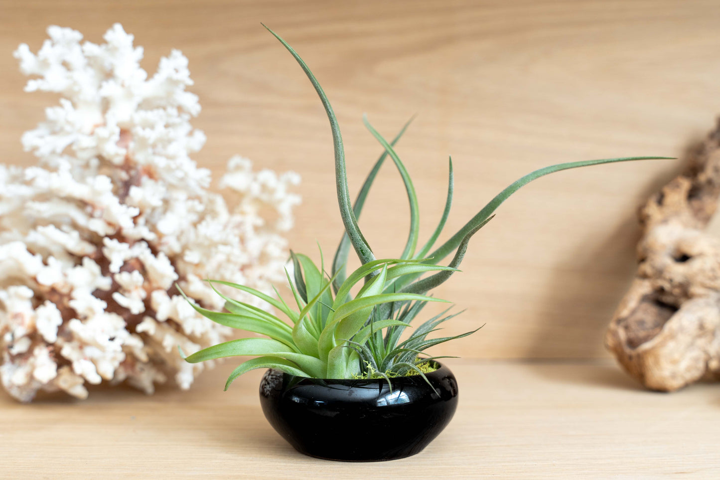 Fully Assembled Tillandsia Air Plant Dish Garden in Black Glazed Container