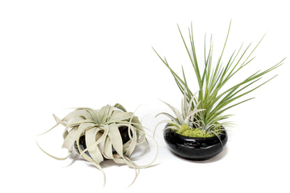 Fully Assembled Tillandsia Air Plant Dish Garden in Black Glazed Container