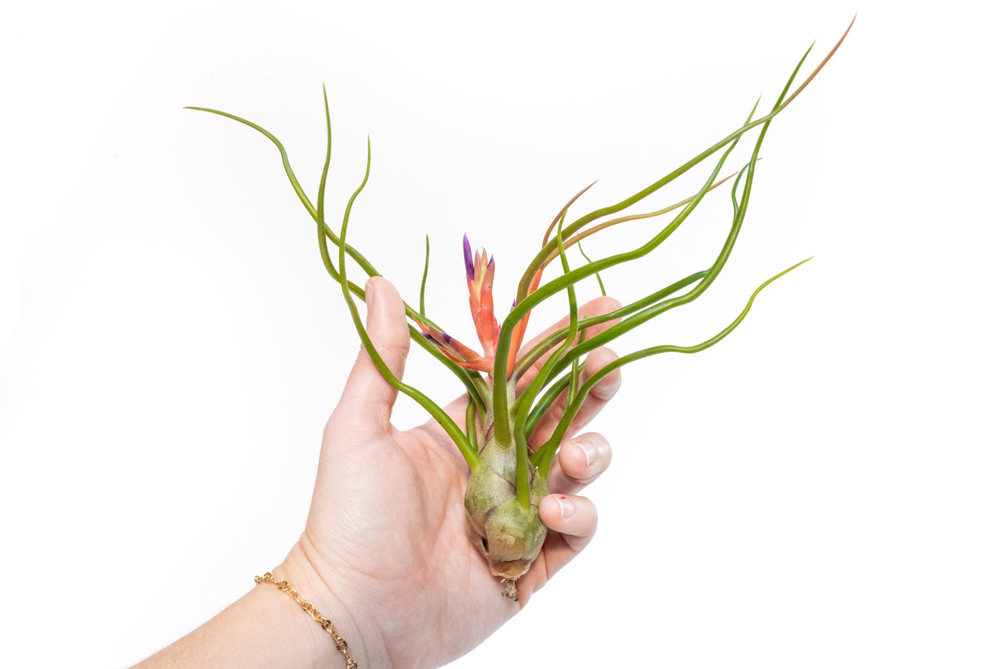 SALE - Large Tillandsia Air Plant Variety - Set of 10, 15, or 20 - 40% Off