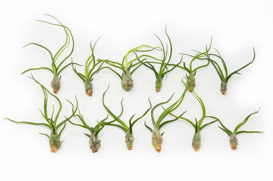 SALE - Tillandsia Bulbosa Guatemala Air Plants - Set of 10, 20, or 30 - 40% Off