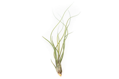 SALE - Large Tillandsia Butzii Air Plants - Set of 10 or 20 Air Plants - 40% Off