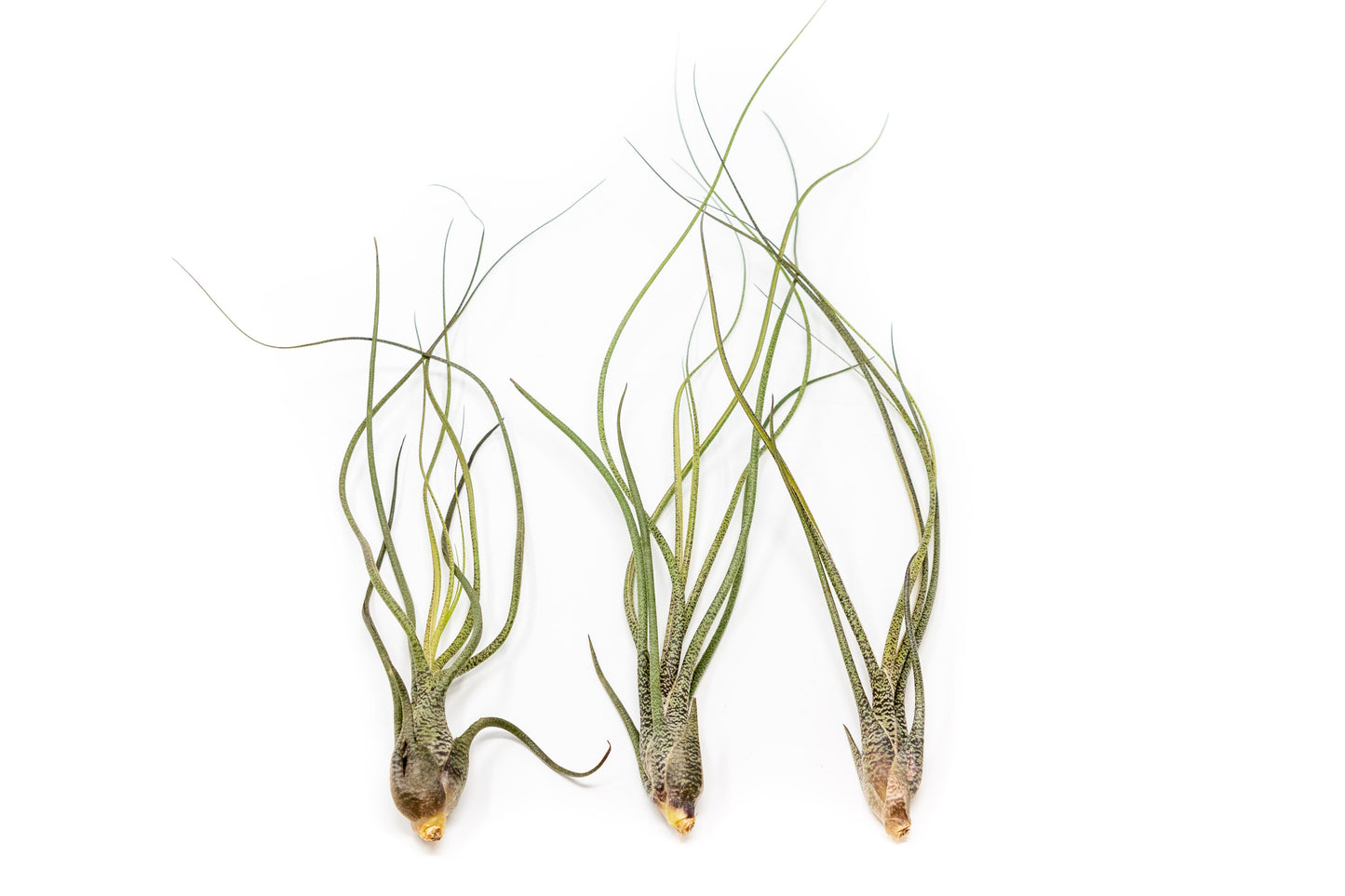 SALE - The Wild Things Collection of Tillandsia Air Plants - Set of 9 or 18 Air - 70% Off