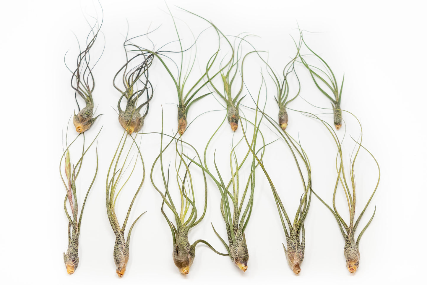 SALE - Large Tillandsia Butzii Air Plants - Set of 10 or 20 Air Plants - 40% Off