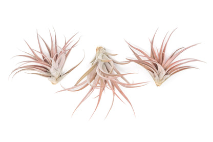 SALE - Large Tillandsia Capitata Peach - Set of  5, 10, or 20 Air Plants - 50% Off