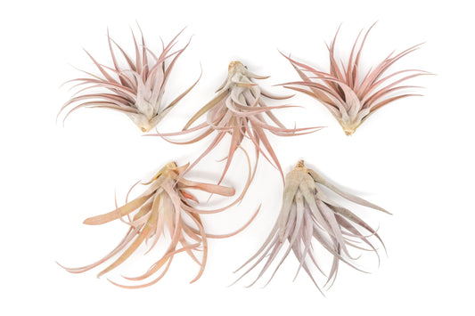 SALE - Large Tillandsia Capitata Peach - Set of  5, 10, or 20 Air Plants - 50% Off