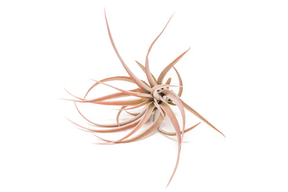 SALE - Large Tillandsia Capitata Peach - Set of  5, 10, or 20 Air Plants - 50% Off