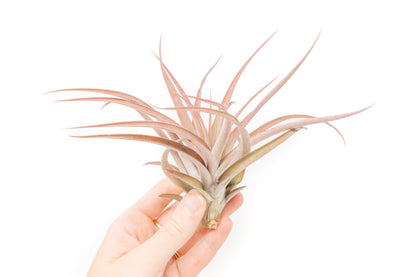 SALE - Large Tillandsia Capitata Peach - Set of  5, 10, or 20 Air Plants - 50% Off